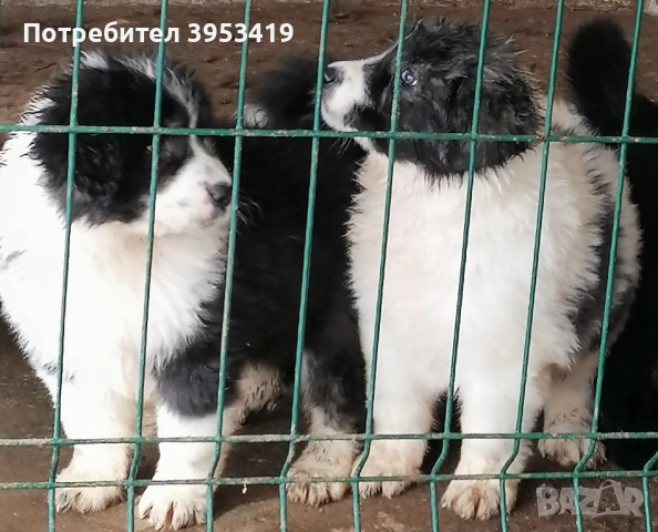 каракачански кученца с доказан произход и качества, снимка 4 - Други - 52137282