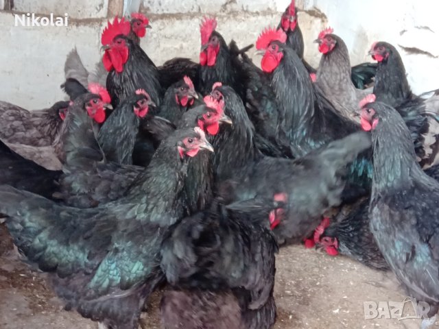 Разплодни яйца и пиленца от Легхорн, Легбар, Австралорп черен, син, Бял , снимка 14 - Кокошки и пуйки - 43887227