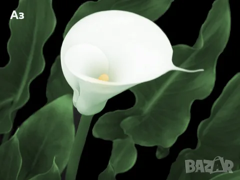 Продавам цветя Кала, снимка 13 - Стайни растения - 48203680