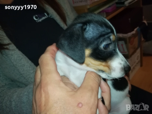 ДЖАК РЪСЕЛ БЕБЕШОЦИ 40 ДЕНА 0210251842, снимка 16 - Джак ръсел териер - 51924045