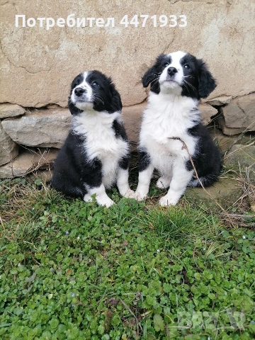 Бордър коли на два месеца , снимка 3 - Бордър коли - 53396183