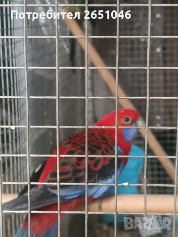 Розели, снимка 6 - Папагали - 53596887