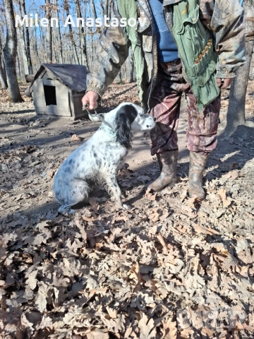 Продавам английски сетер , снимка 7 - Английски сетери - 52793329