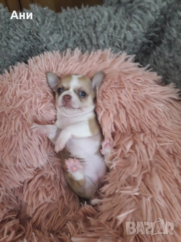 Много ,много сладки бебчета.Чихуахуа, снимка 1