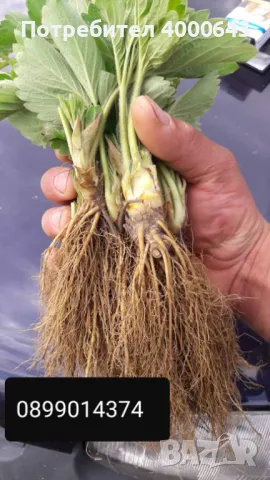 Разсад ягоди и малини , снимка 5 - Разсади - 49498194