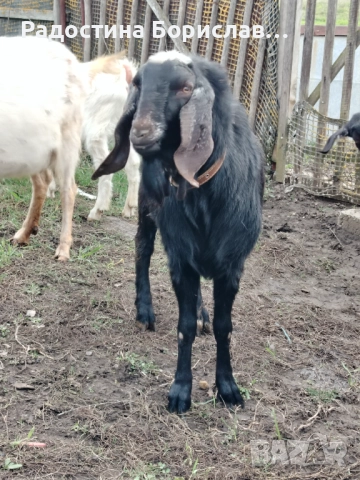 англо-нубийски козел 