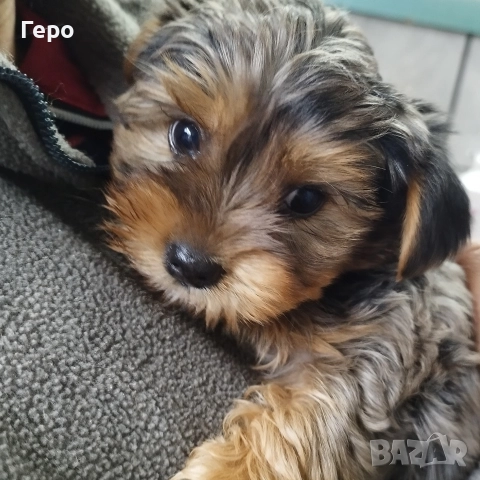 йоркширски териер 