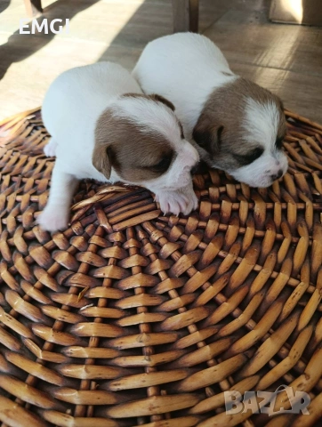 Джак ръсел териер ТВЪРДОКОСМЕСТ, снимка 3 - Джак ръсел териер - 53238227