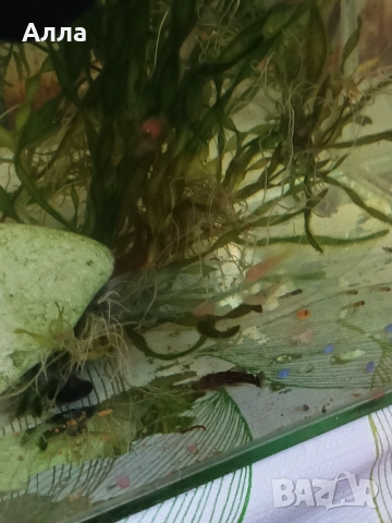 Малки анцитруси, объкновени, снимка 5 - Рибки - 53222618