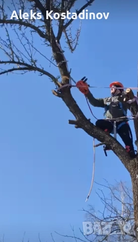 Рязане на Опасни и Високи Дървета в Цялата Страна, снимка 5 - Други ремонти - 53558542