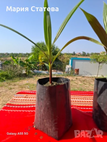 Палми от производител, снимка 12 - Стайни растения - 51037174