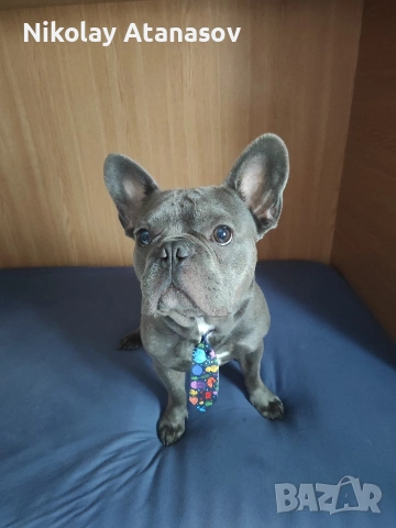 Мъжки френски булдог за разплод , снимка 4 - Френски булдог - 53181060