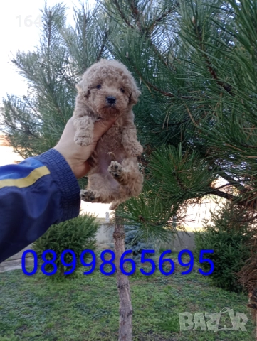 Мъжко Пуделче , снимка 3 - Пудели - 52651114