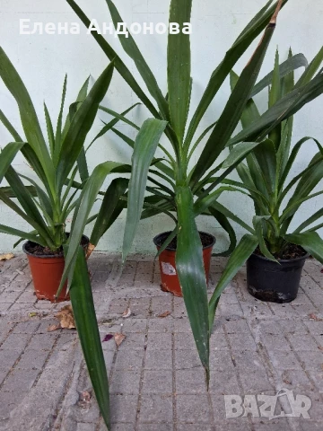 Палми "Юка", снимка 1