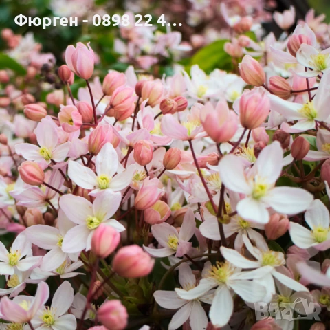 Клематис - Вечнозелен Цвят - Бял И розов, снимка 4 - Разсади - 53489678