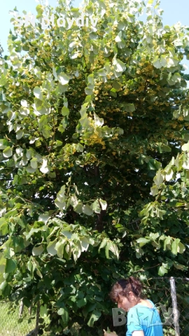 Цвят липа, изсушен, снимка 2 - Други - 53130381