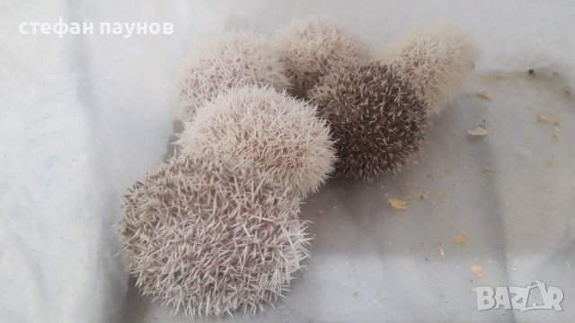 Таралежчета, снимка 4 - Таралеж - 37503190