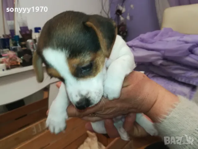 джакове-малки кученца 250лв за брой-джак ръсел 2601250935, снимка 11 - Джак ръсел териер - 48831059
