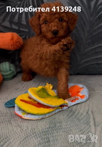 Чистокръвно женско мини пуделче, снимка 2 - Пудели - 52821868