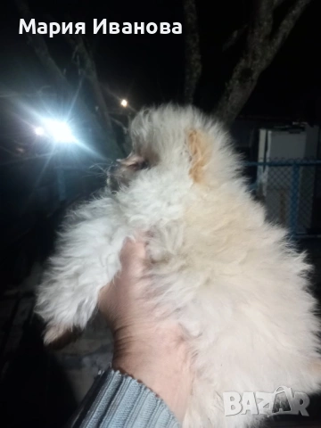 Бебета мини немски шпиц търсят своя нов дом 