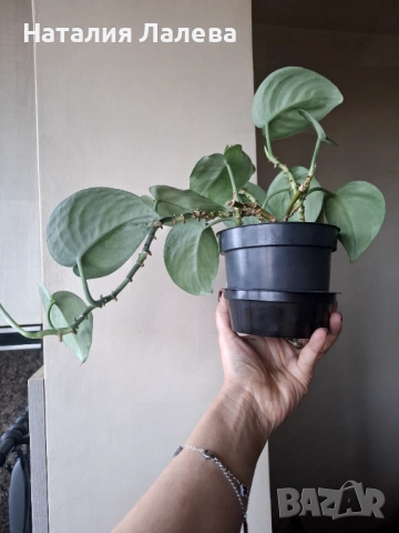 Сциндапсус, scindapsus Еxotika, снимка 3 - Стайни растения - 53294775