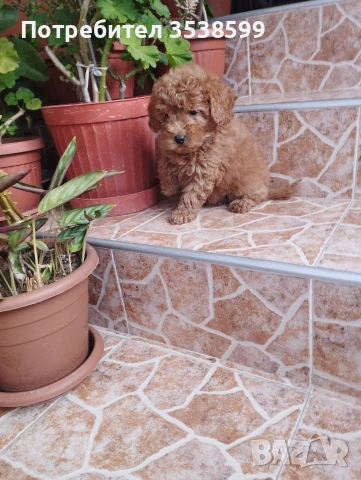 Мини Пудел., снимка 4 - Пудели - 53140009