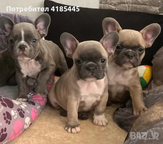 French bulldog / Френски булдог, снимка 16 - Френски булдог - 49214389