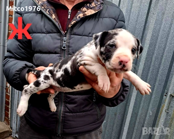 Питбул-Pitbul, снимка 5 - Питбул - 52897945