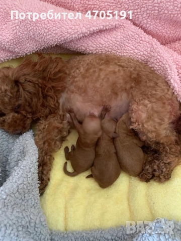 Изключително малък, чистокръвен и красив Той Пудел за разплод, снимка 15 - Пудели - 53056503