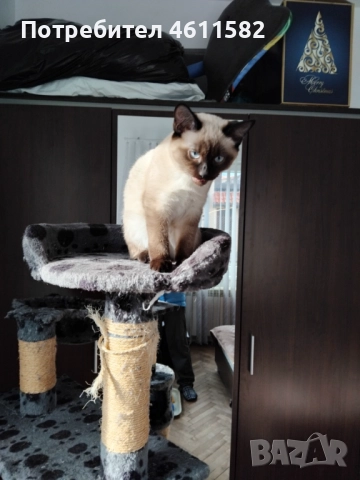 Продавам сиамски котенца, снимка 5 - Сиамска - 51921401