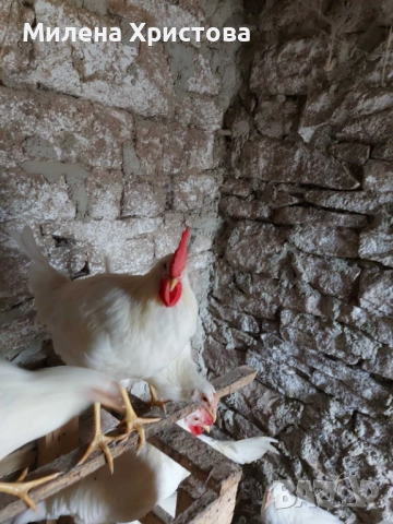 Продавам петли бял легхорн , снимка 4 - Кокошки и пуйки - 52132504