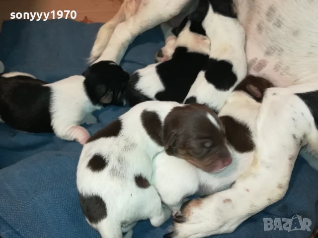 ДЖАК РЪСЕЛ-БЕБЕТА ПО 250ЛВ 1508251800, снимка 2 - Джак ръсел териер - 51378172