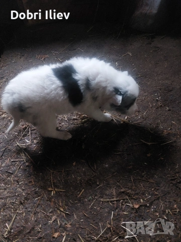 Продава се бордан колита , снимка 4 - Бордър коли - 53454219