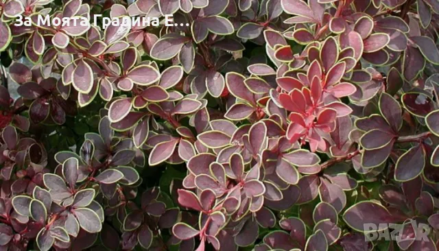 Берберис Тунберги, снимка 3 - Градински цветя и растения - 49425707