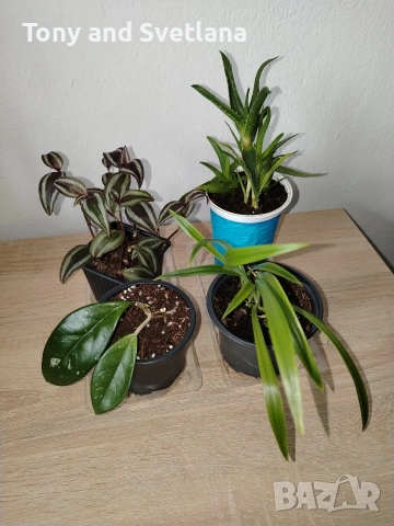 Хоя (Восъчниче), Хлорофитум, Алое (Aloe x delaetii), Традесканция Зебрина в комплект 