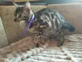Бенгалска котка, снимка 10
