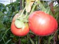 Разсад и семена от домат-Малинов винконте, снимка 3