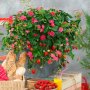 Ягода-Тоскана(Fragaria ananassa 'Toscana') -Червеноцъвтяща -Студоустойчива -Каскадна -Може да се отг, снимка 3