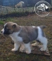 Кученца САО , АЛАБАЙ , Туркменски Вълкодав, снимка 3