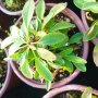 Кореопсис, Coreopsis Grandiflora 'Early Sunrise', снимка 9