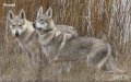 Чехословашки вълчак - немска овчарка + вълк, снимка 2