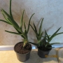 алое, восъче, драцена, дифенбахия, снимка 3