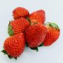 100 гигантски ягодови семена от плод ягода ягоди органични плодови ягодови семена от вкусни ягоди от, снимка 9