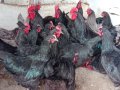 Черен Австралорп кокошки и петли 