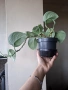 Сциндапсус, scindapsus Еxotika, снимка 3