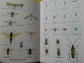 Инсектите в Европа - "Les insects d'Europe" - цв. издание на френски,нова/2. Ентомология в картинки , снимка 3
