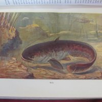 1956г.Научна Книга Илюстрации за Рибите и Водните Обитатели, снимка 6 - Антикварни и старинни предмети - 44029993