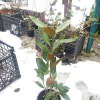 Магнолия Грандифлора  “Magnolia Grandiflora”, снимка 12 - Разсади - 35664284