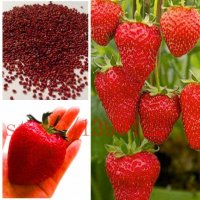 100 гигантски ягодови семена от плод ягода ягоди органични плодови ягодови семена от вкусни ягоди от, снимка 5 - Сортови семена и луковици - 27610133