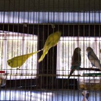 вълнисти папагали, снимка 1 - Папагали - 27393513